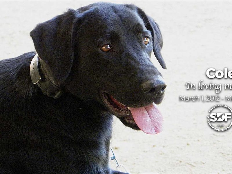 Search Dog Cole, in loving memory